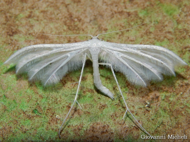 Pterophoridae: Pterophorus penctadactylus? .S�, ...Pterophorus penctadactyla